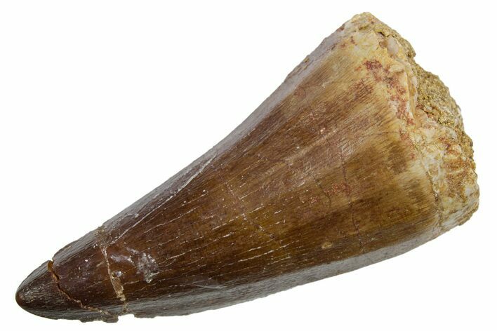 Fossil Mosasaur (Mosasaurus) Tooth - Morocco #353201
